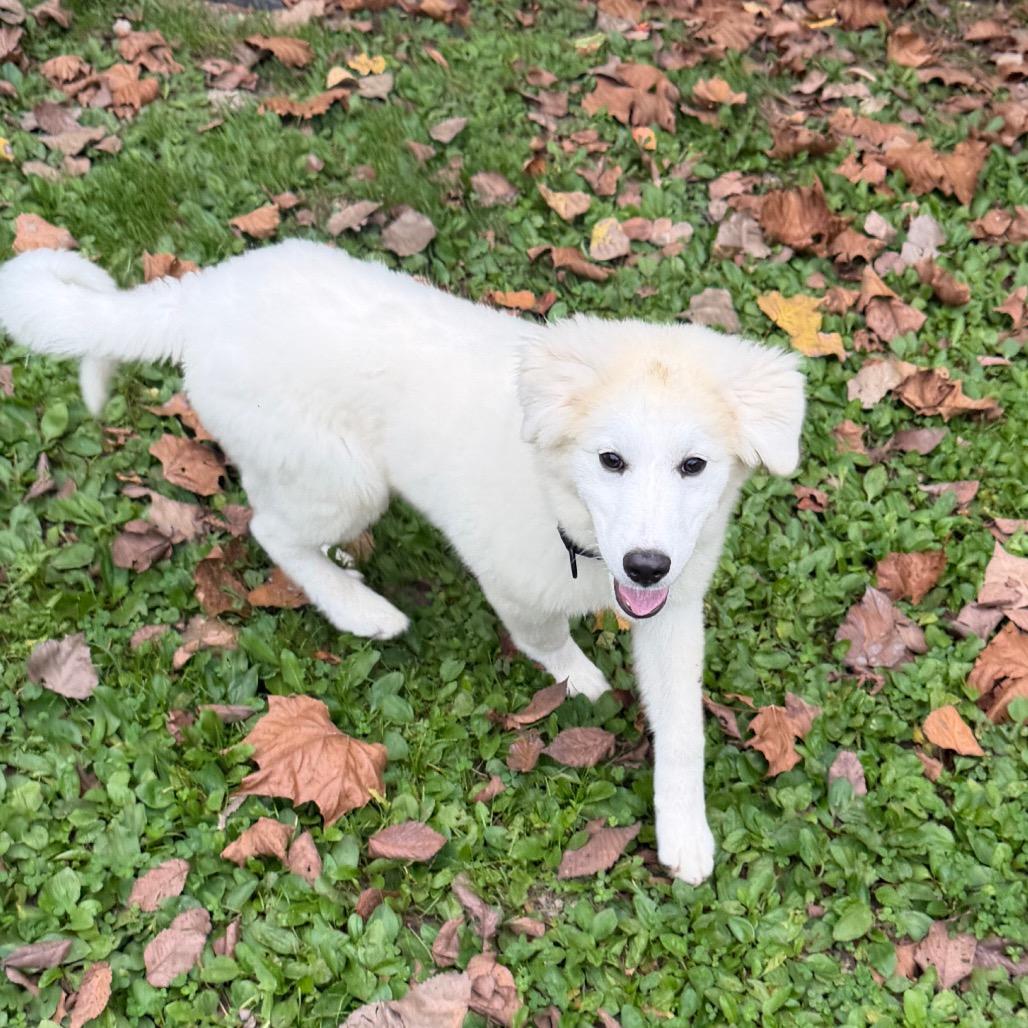 Enlarge Ajax, a Adoptable mixed breed in Zanesville, OH image 3/4
