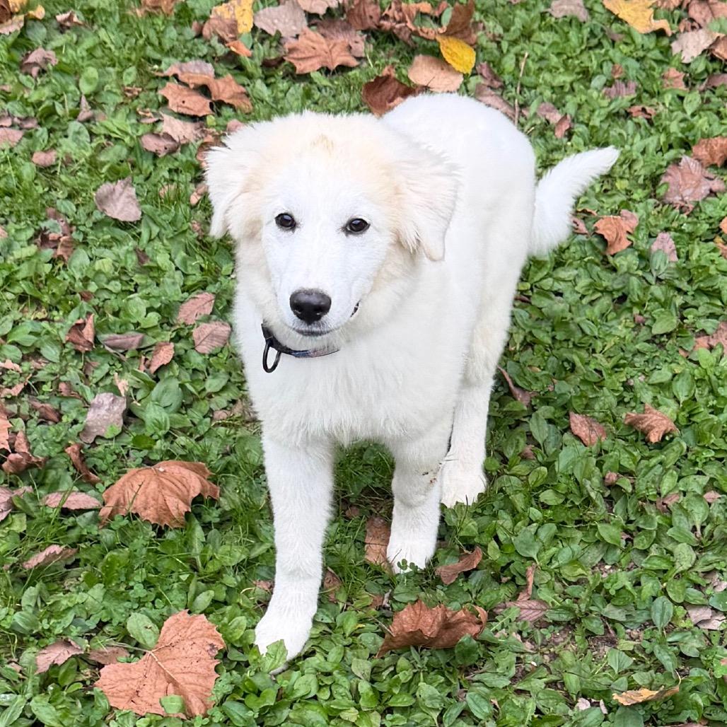 Enlarge Ajax, a Adoptable mixed breed in Zanesville, OH image 4/4