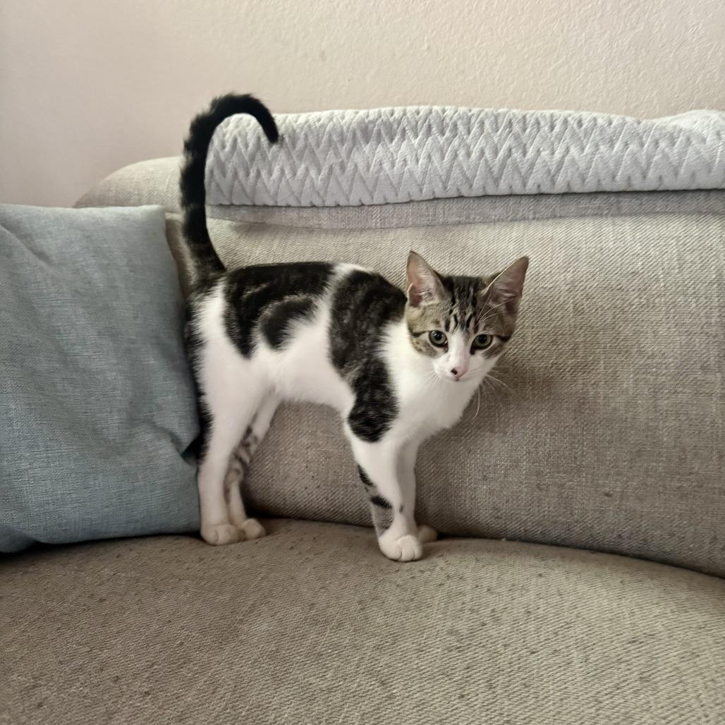 Seashell, Adoptable, Young Male Domestic Short Hair.