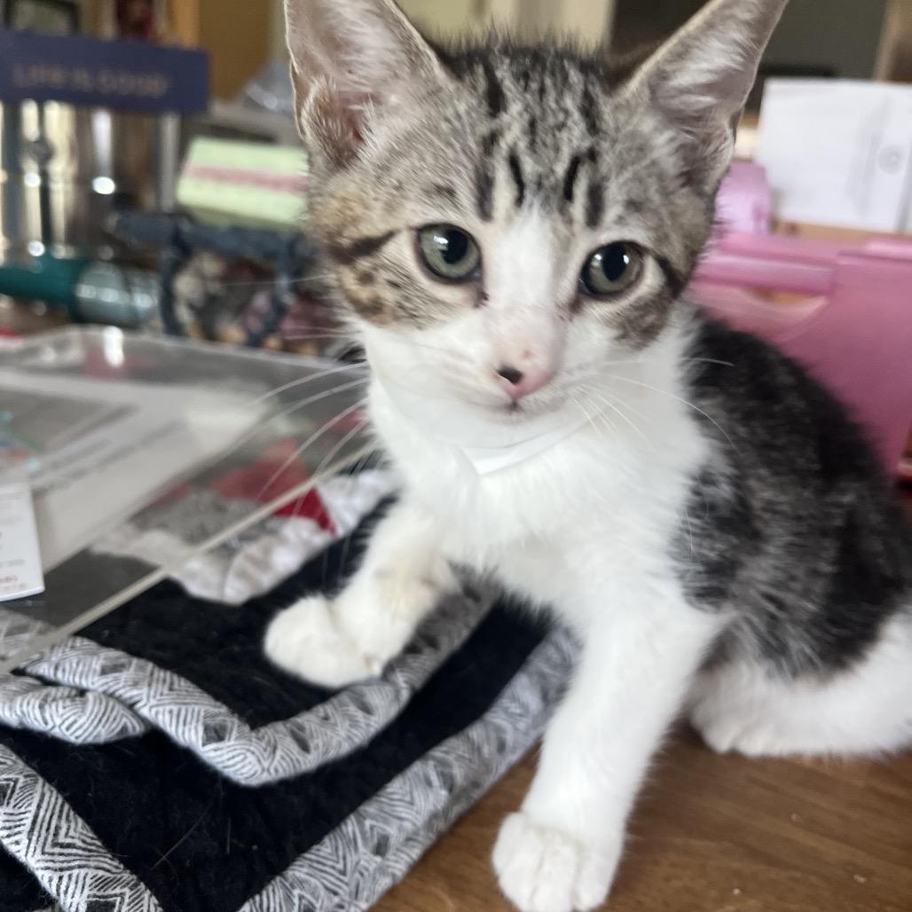 Seashell, a Adoptable Domestic Short Hair in Bulverde, TX image 2/4