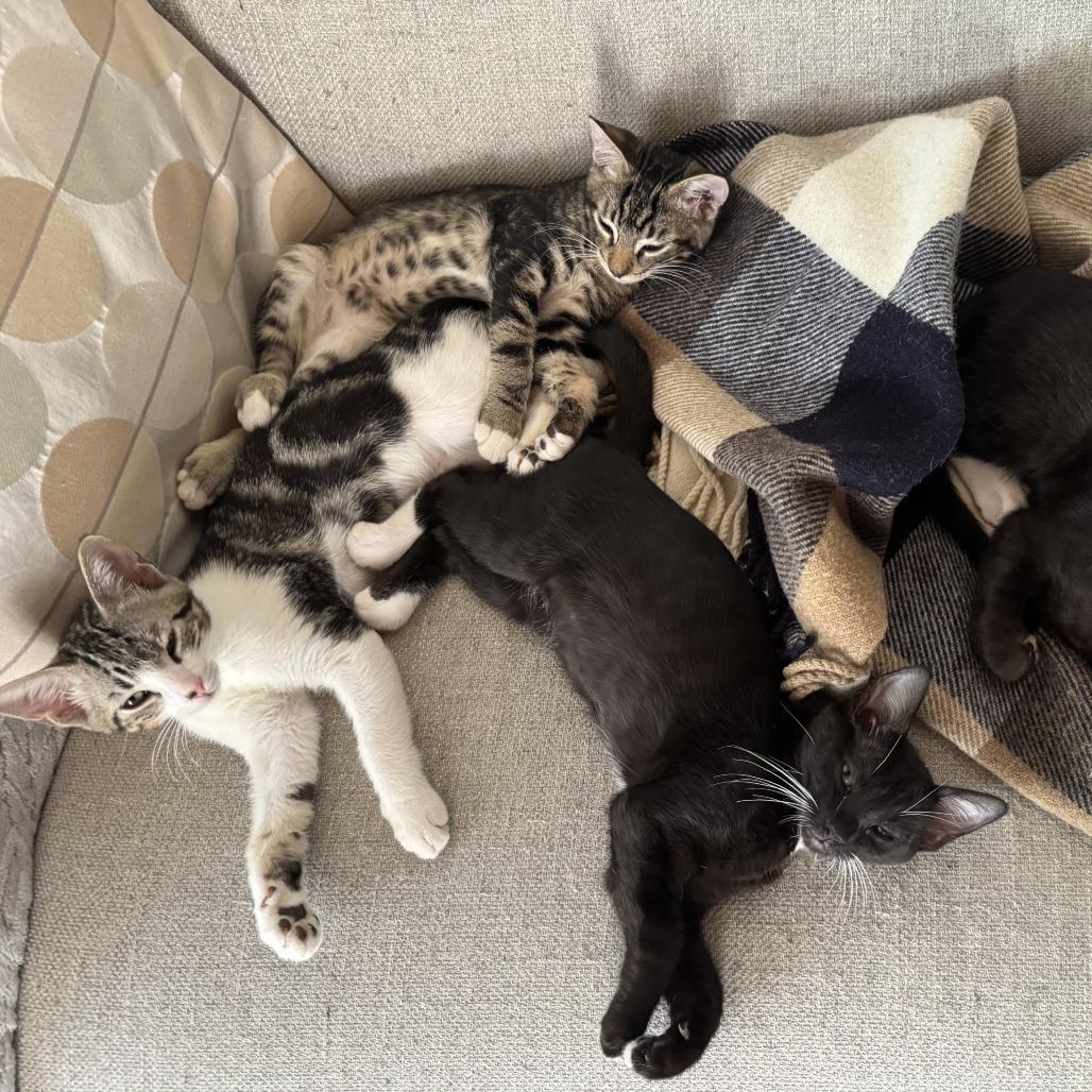 Seashell, a Adoptable Domestic Short Hair in Bulverde, TX image 3/4