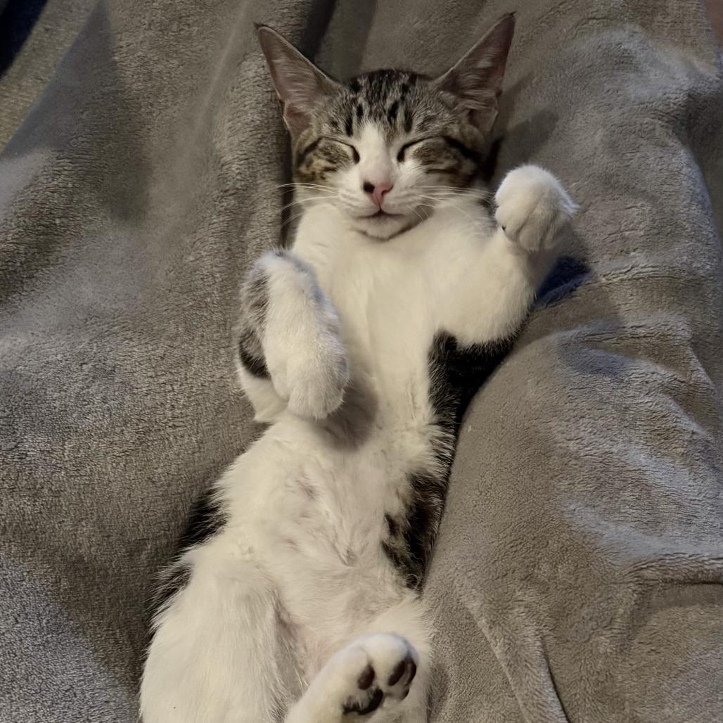 Seashell, a Adoptable Domestic Short Hair in Bulverde, TX image 4/4