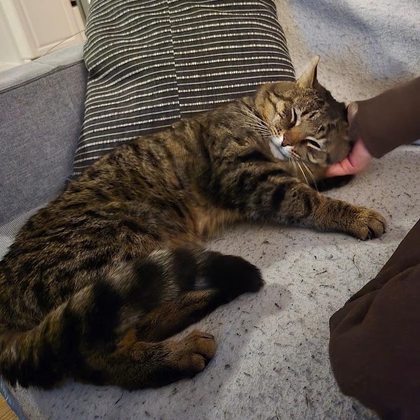 Tomislav (Tommy), ADOPTABLE, Adult Male Domestic Short Hair.