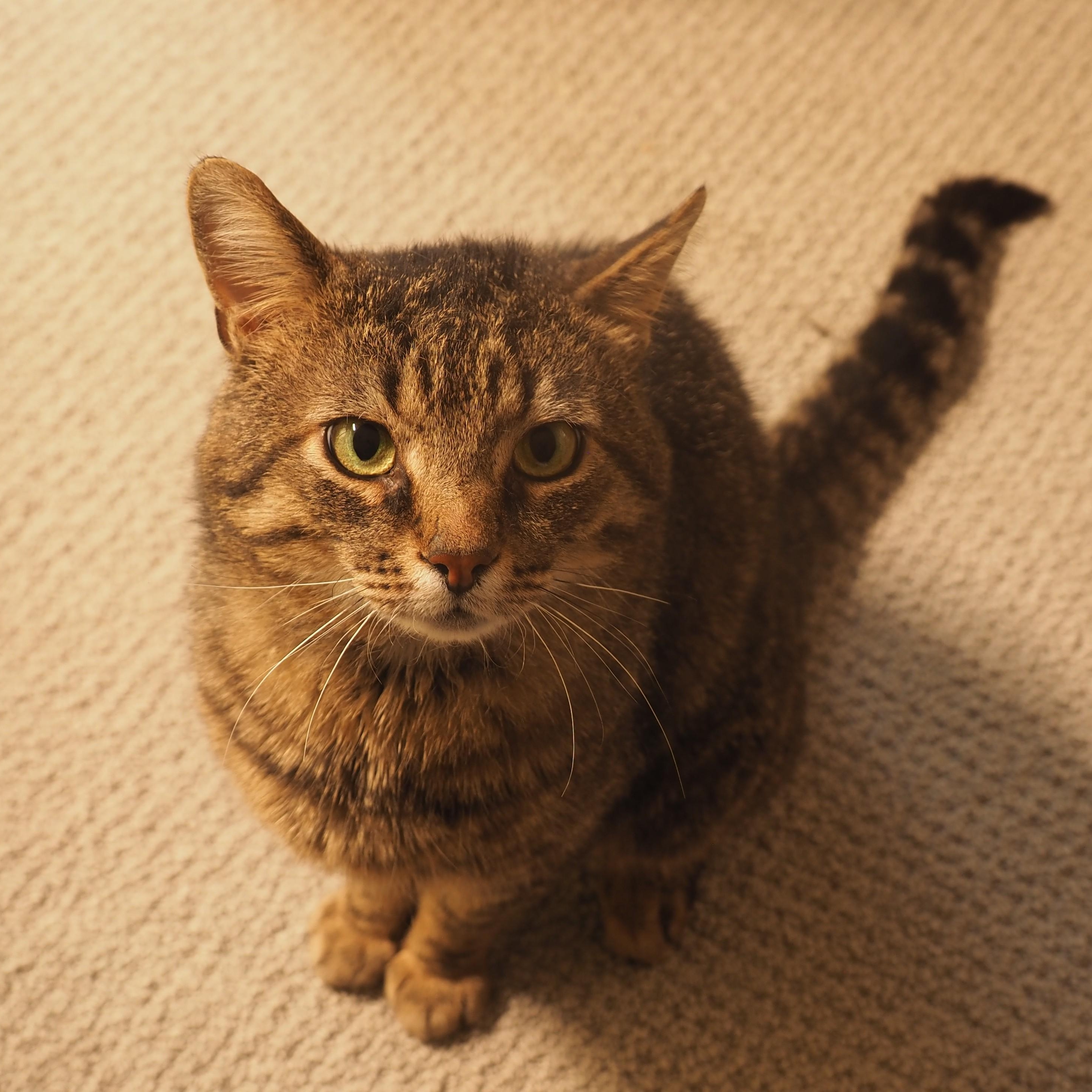 Enlarge Tomislav (Tommy), a ADOPTABLE Domestic Short Hair in Pickering, ON image 1/6