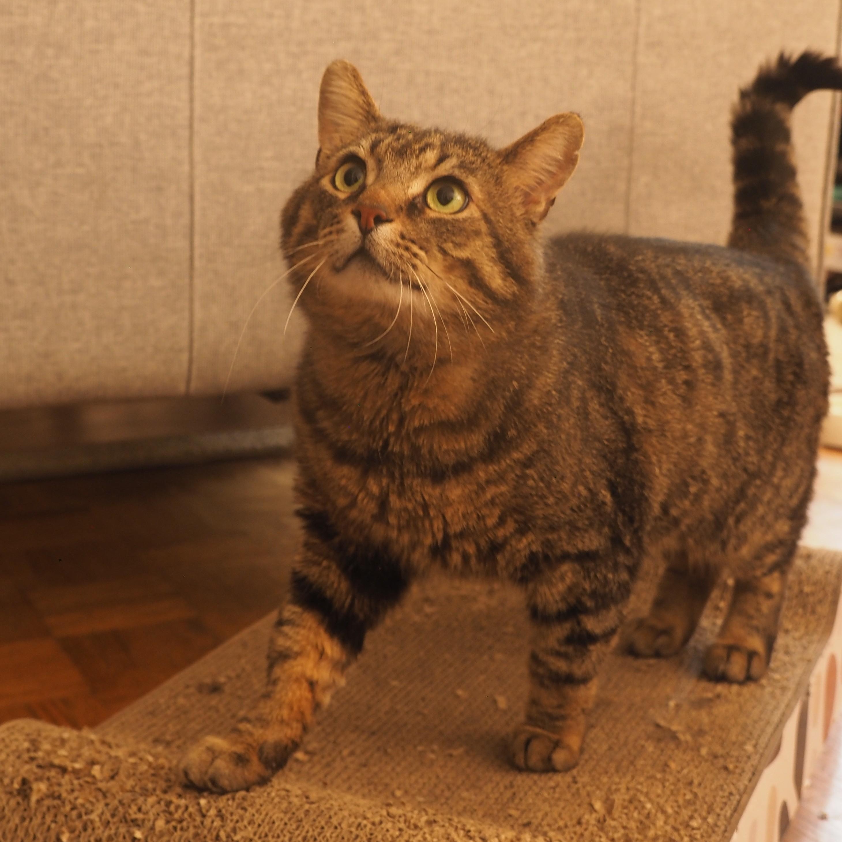Enlarge Tomislav (Tommy), a ADOPTABLE Domestic Short Hair in Pickering, ON image 3/6