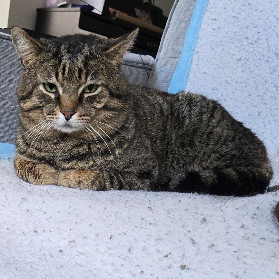 Enlarge Tomislav (Tommy), a ADOPTABLE Domestic Short Hair in Pickering, ON image 2/3