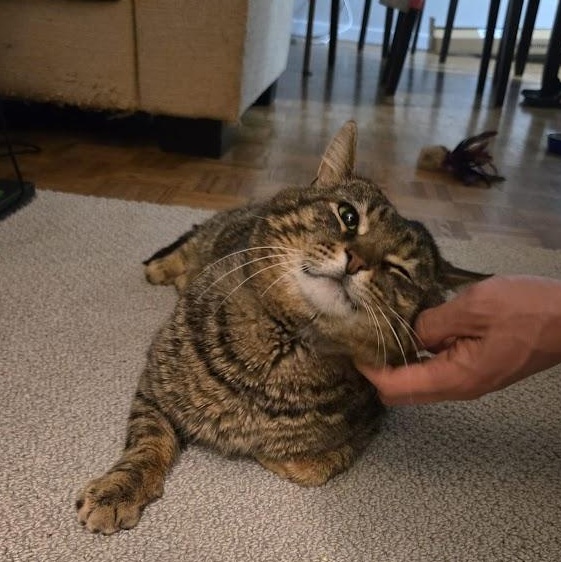 Enlarge Tomislav (Tommy), a ADOPTABLE Domestic Short Hair in Pickering, ON image 3/3