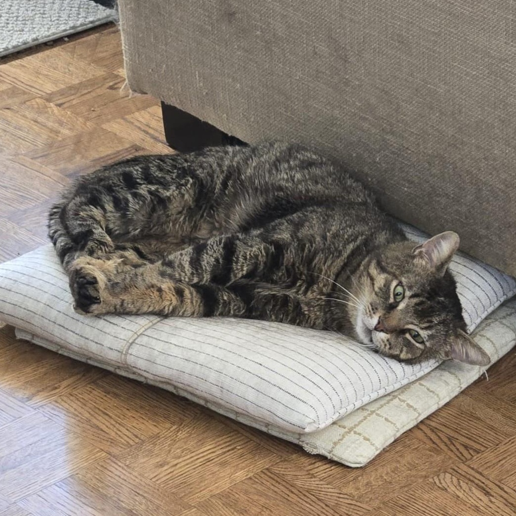 Enlarge Tomislav (Tommy), a ADOPTABLE Domestic Short Hair in Pickering, ON image 6/6