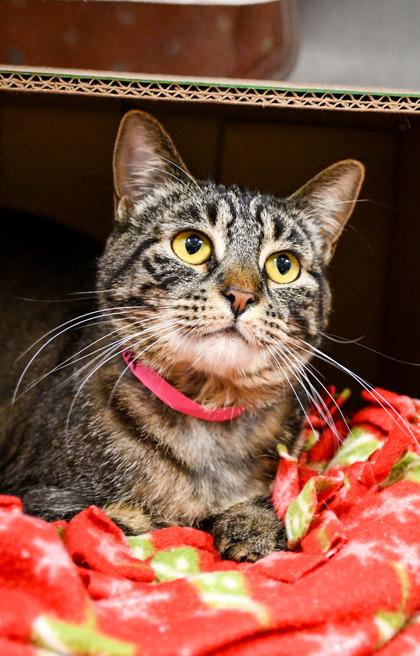 Ava, Adoptable, Kitten Female Domestic Short Hair & Domestic Short Hair.