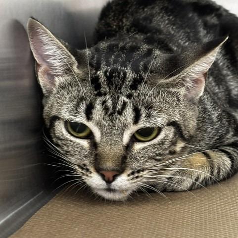 Cassie, Adoptable, Young Female Domestic Short Hair.