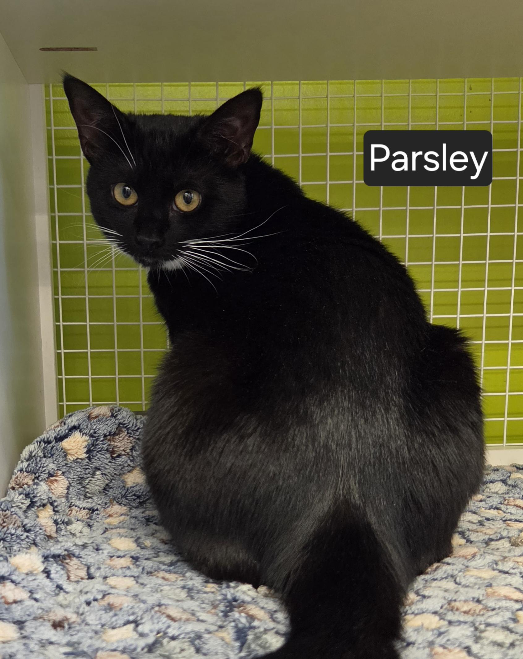 Parsley, ADOPTABLE, Kitten Male Domestic Short Hair.