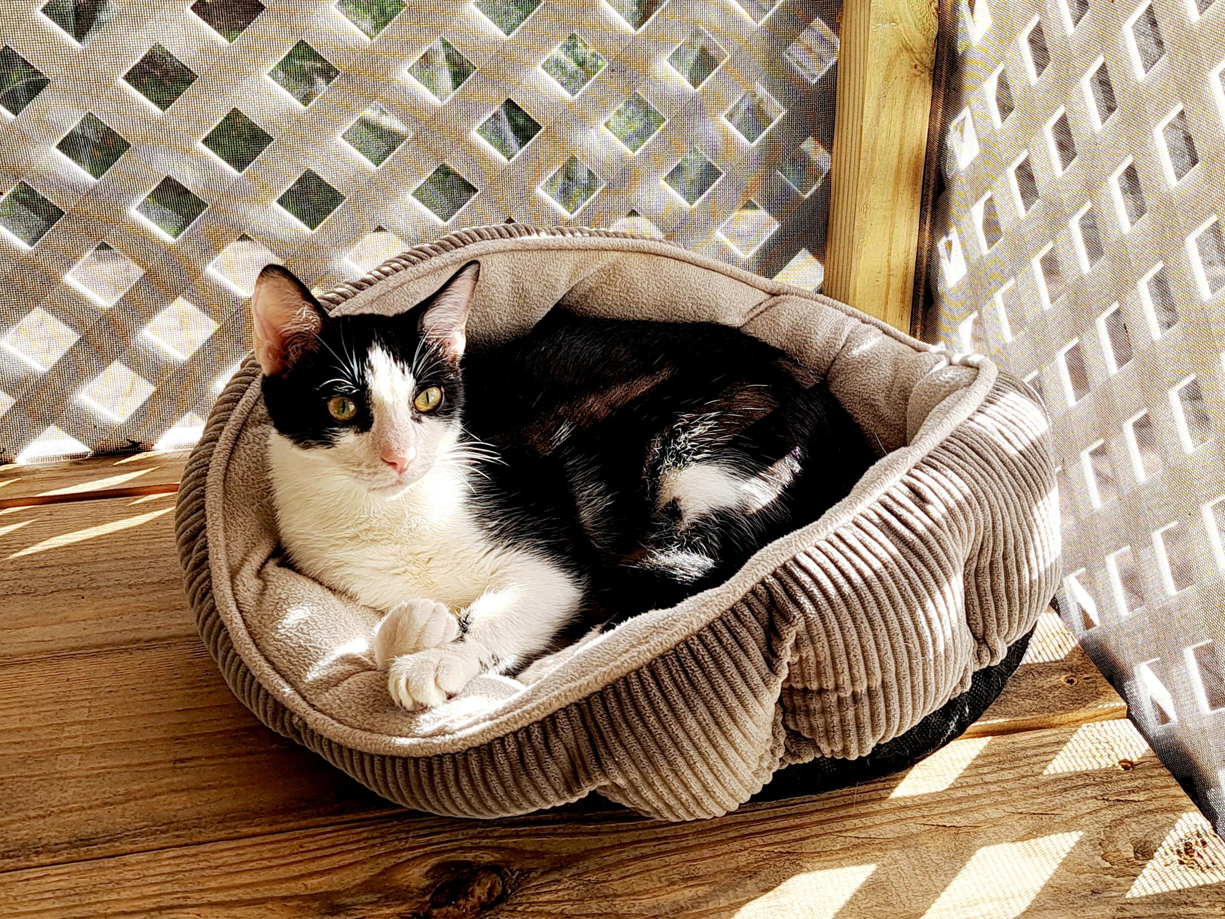 BERNIE, Adoptable, Young Male Domestic Short Hair.