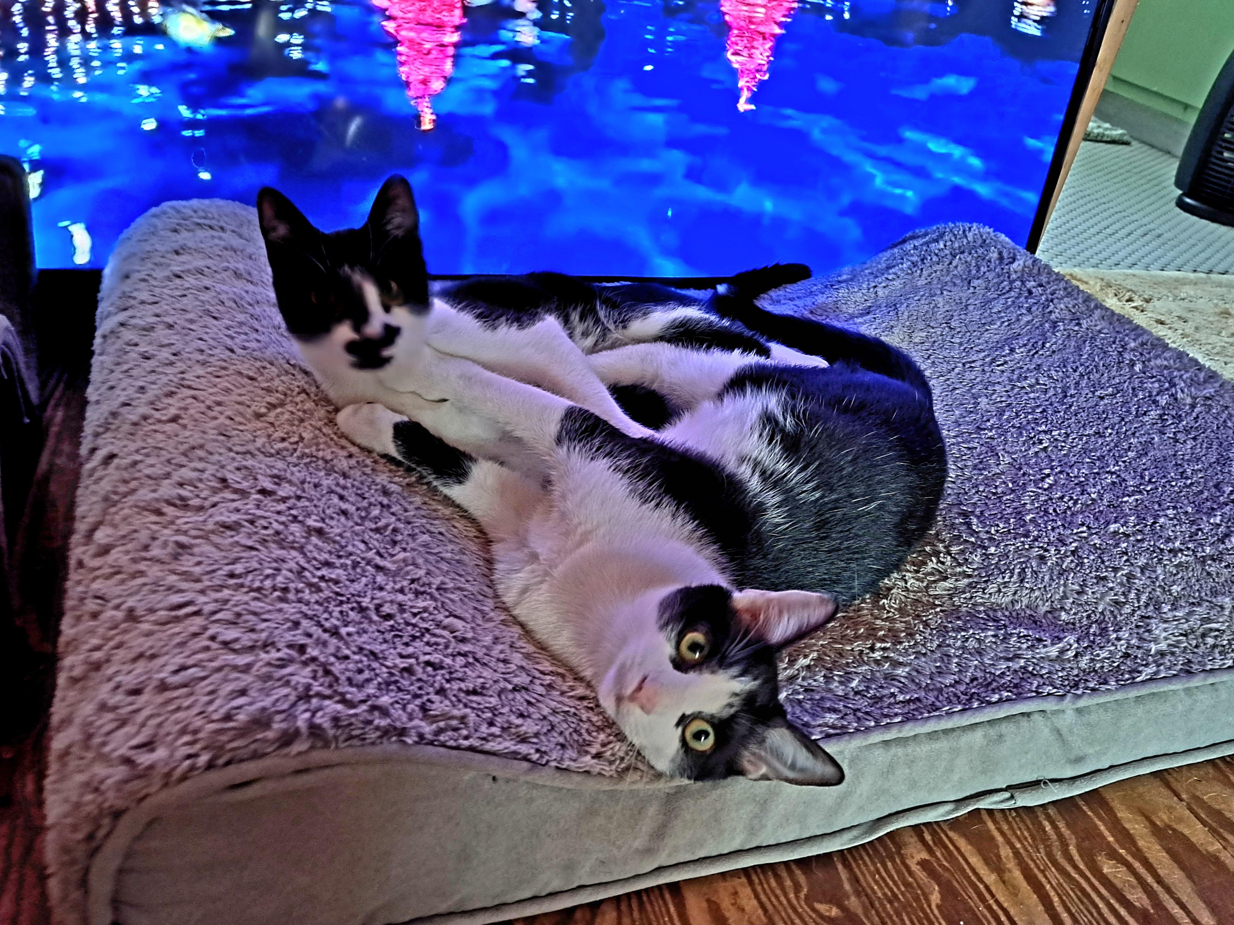 Enlarge BERNIE, a Adoptable Domestic Short Hair in Wilmington, NC image 1/6