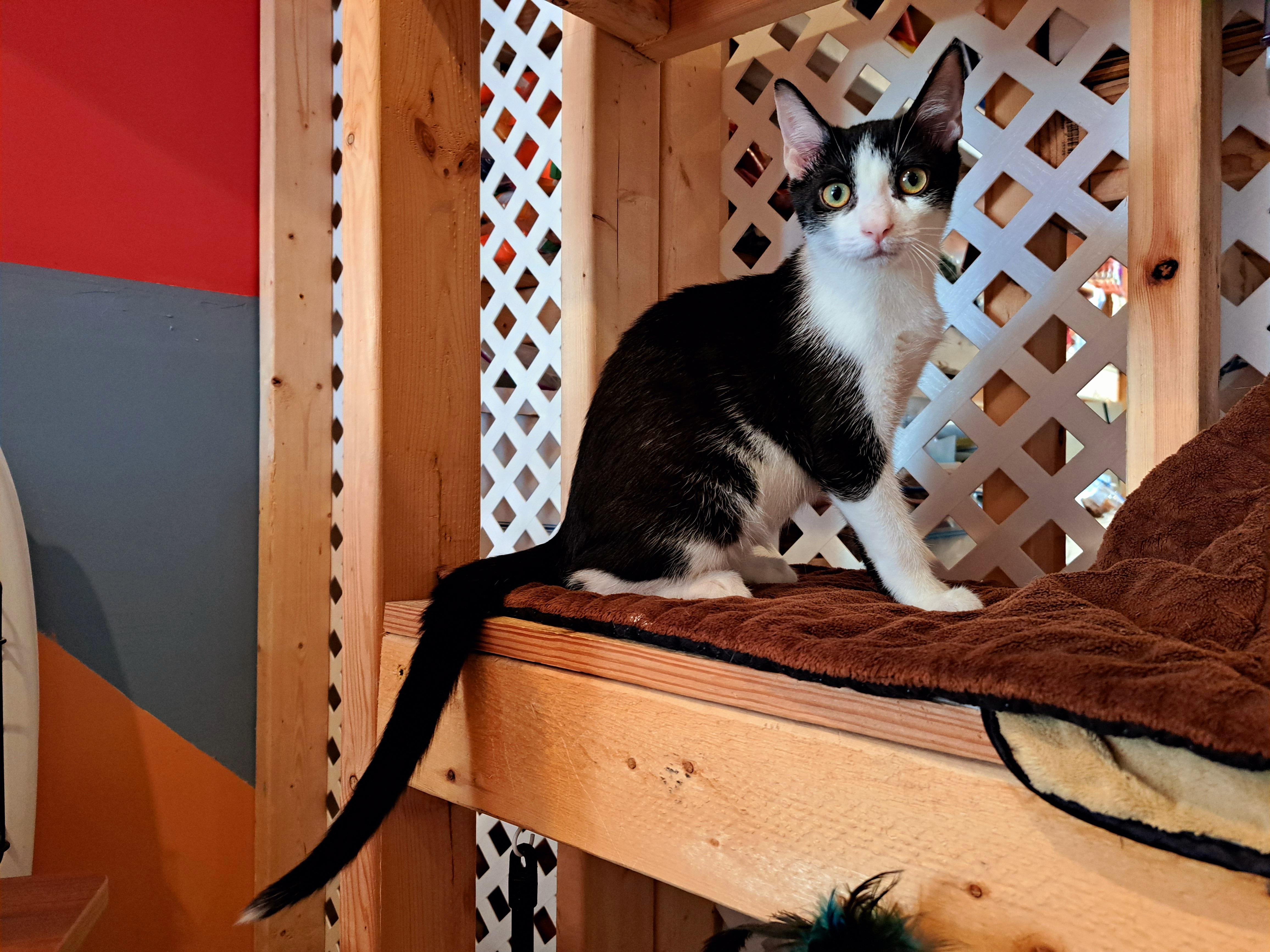 BERNIE, a Adoptable Domestic Short Hair in Wilmington, NC image 5/6