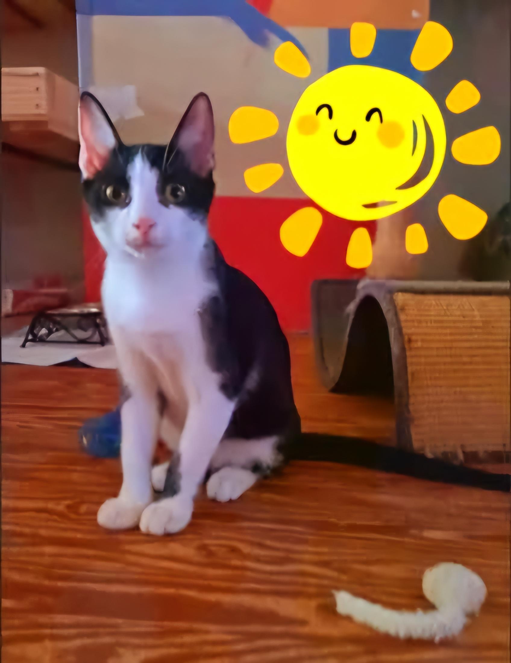 BERNIE, a Adoptable Domestic Short Hair in Wilmington, NC image 3/6