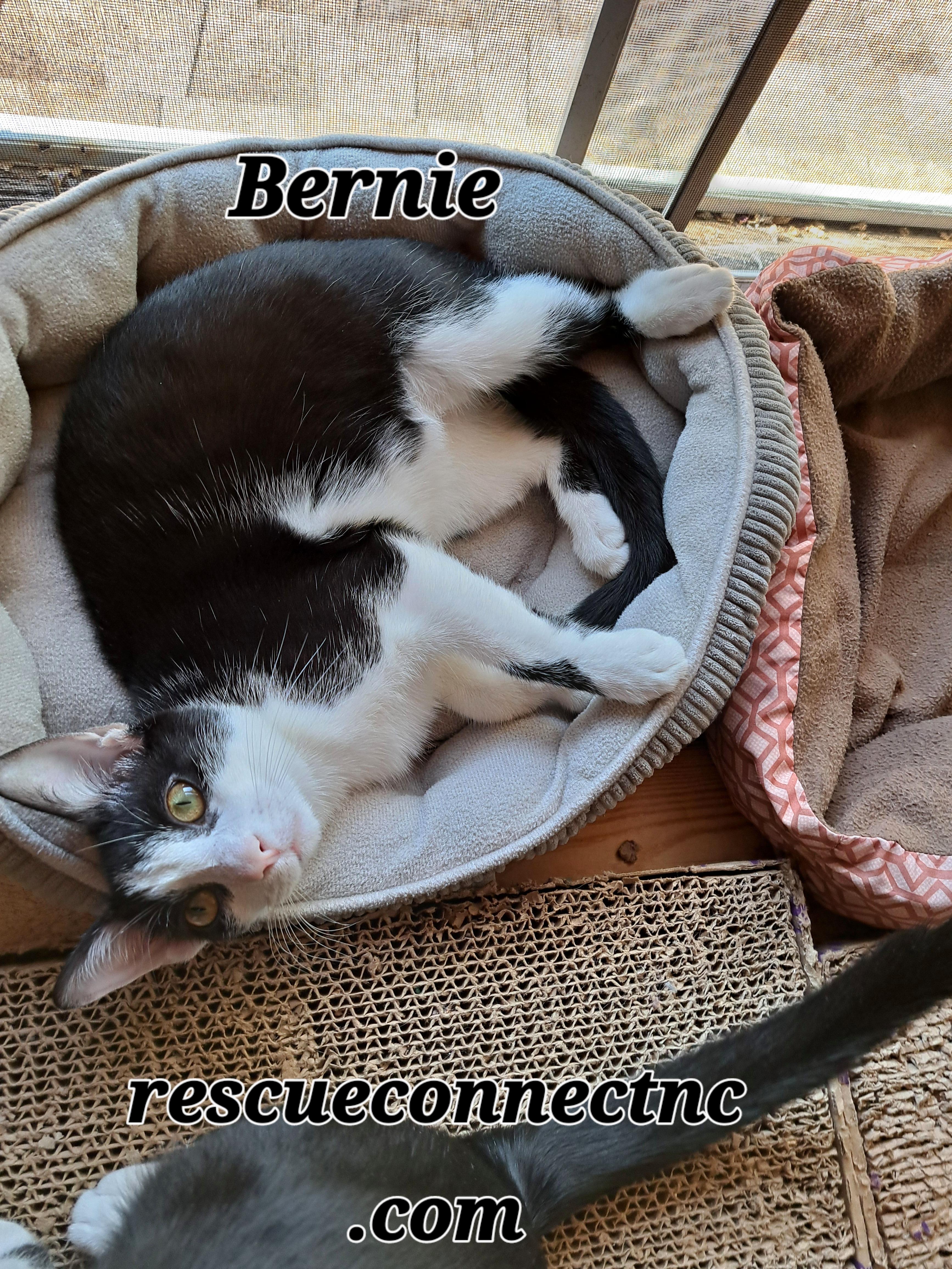 BERNIE, a Adoptable Domestic Short Hair in Wilmington, NC image 1/6
