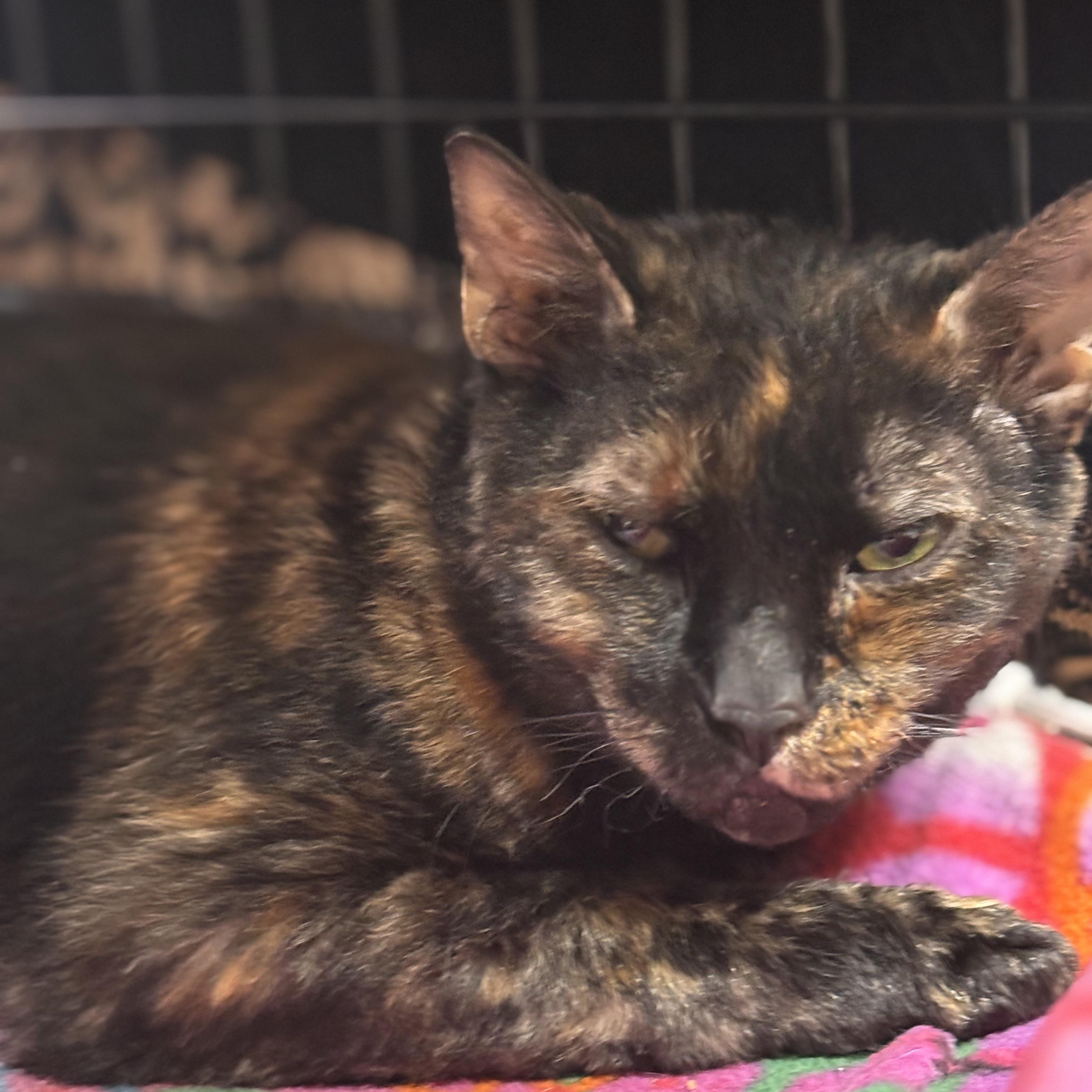 Enlarge Dove, a ADOPTABLE Domestic Short Hair in Collierville, TN image 2/2