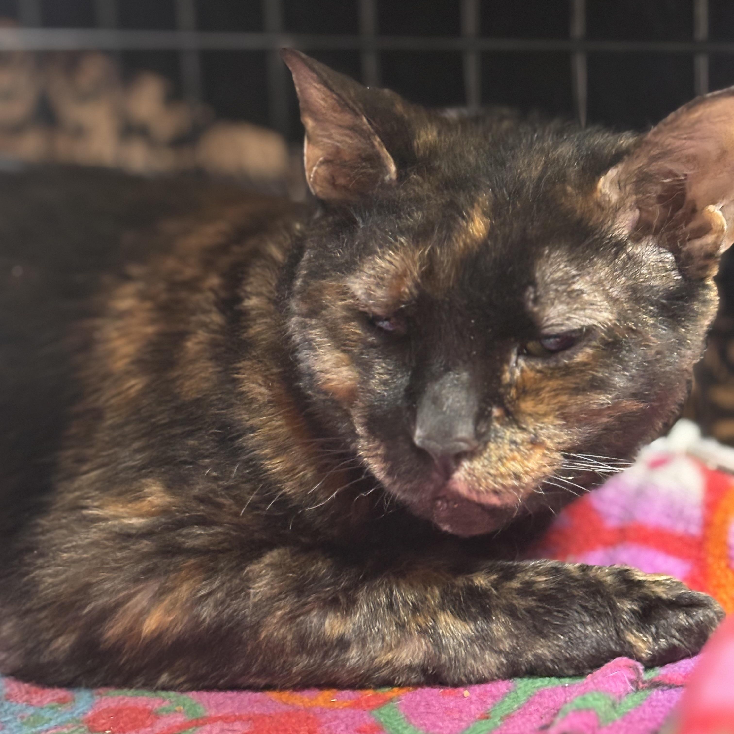 Dove, ADOPTABLE, Young Female Domestic Short Hair.