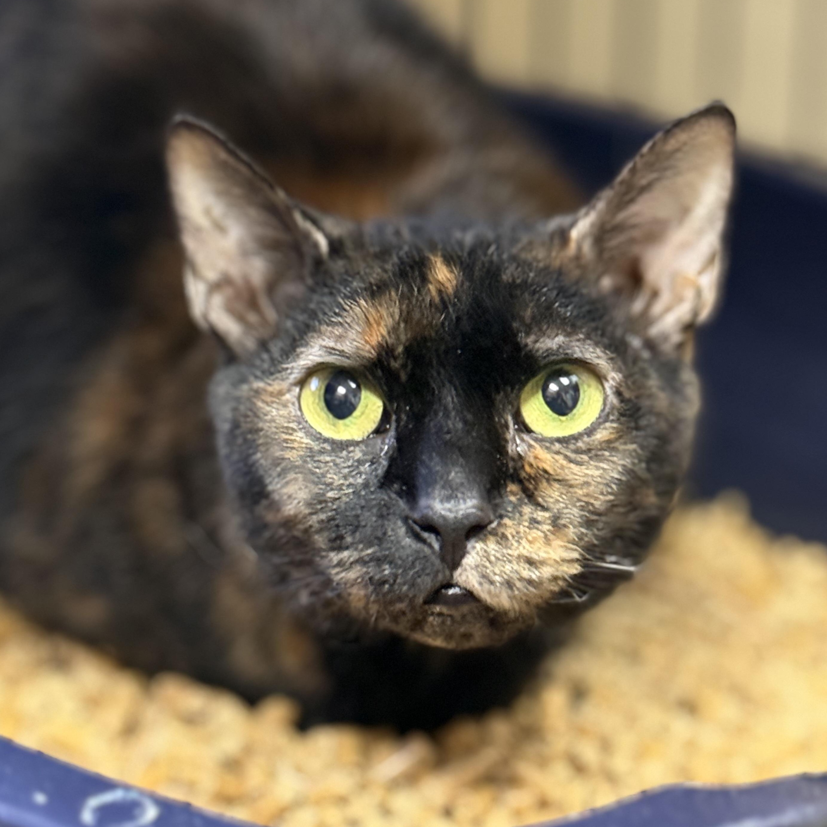 Dove, ADOPTABLE, Young Female Domestic Short Hair.