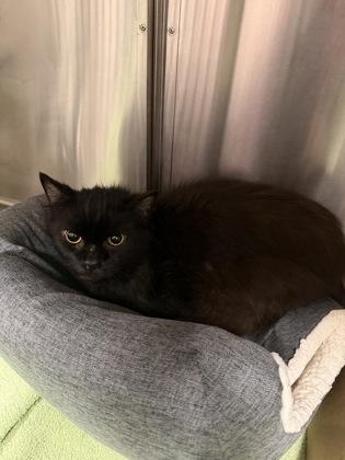 Axel, Adoptable, Adult Male Domestic Long Hair & Domestic Short Hair.