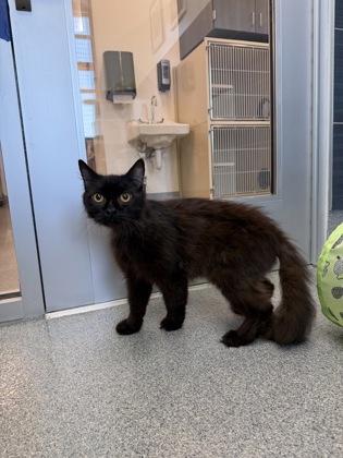 Axel, a Adoptable mixed breed in Daphne, AL image 2/3