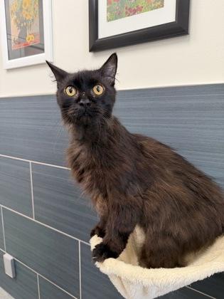 Axel, a Adoptable mixed breed in Daphne, AL image 3/3