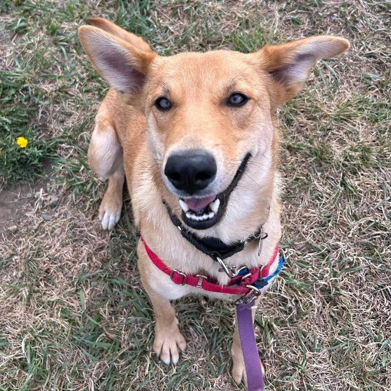 Enlarge Stella, a Adoptable mixed breed in Fort Collins, CO image 1/6
