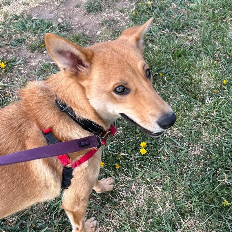 Enlarge Stella, a Adoptable mixed breed in Fort Collins, CO image 2/6