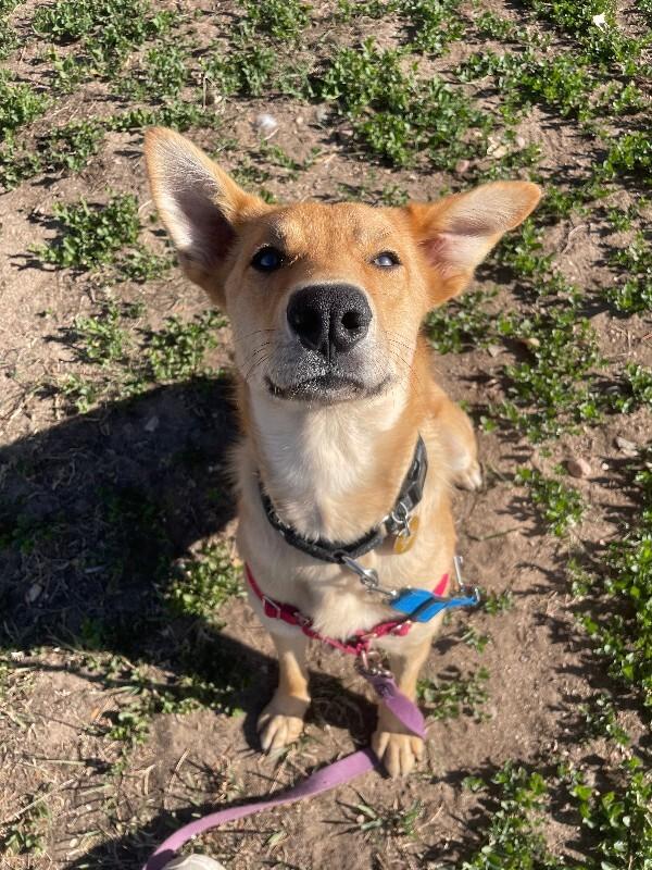 Enlarge Stella, a Adoptable mixed breed in Fort Collins, CO image 3/6