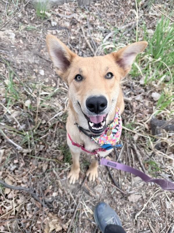 Enlarge Stella, a Adoptable mixed breed in Fort Collins, CO image 4/6