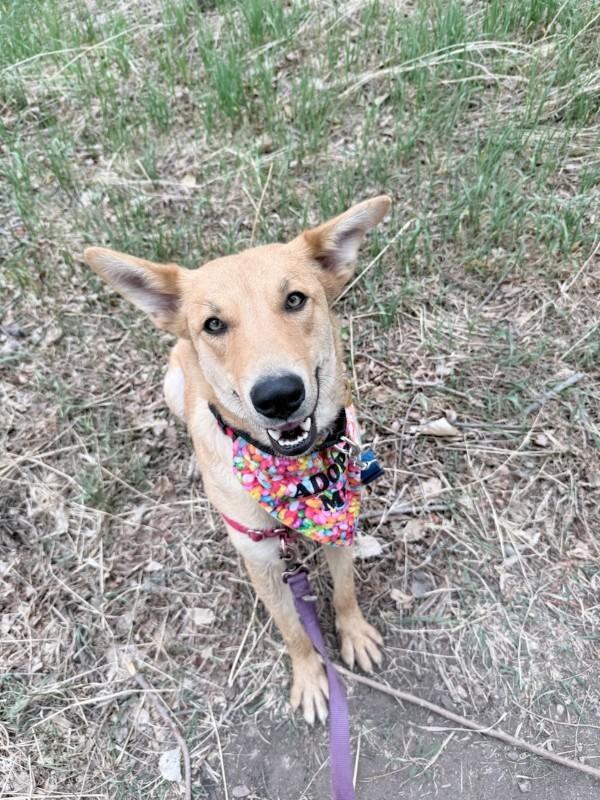 Enlarge Stella, a Adoptable mixed breed in Fort Collins, CO image 5/6