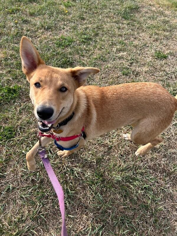 Enlarge Stella, a Adoptable mixed breed in Fort Collins, CO image 6/6