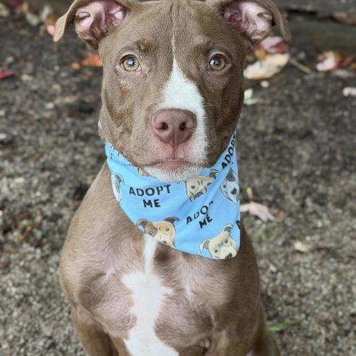 Enlarge Billy, a Adoptable mixed breed in Georgetown, KY image 1/6