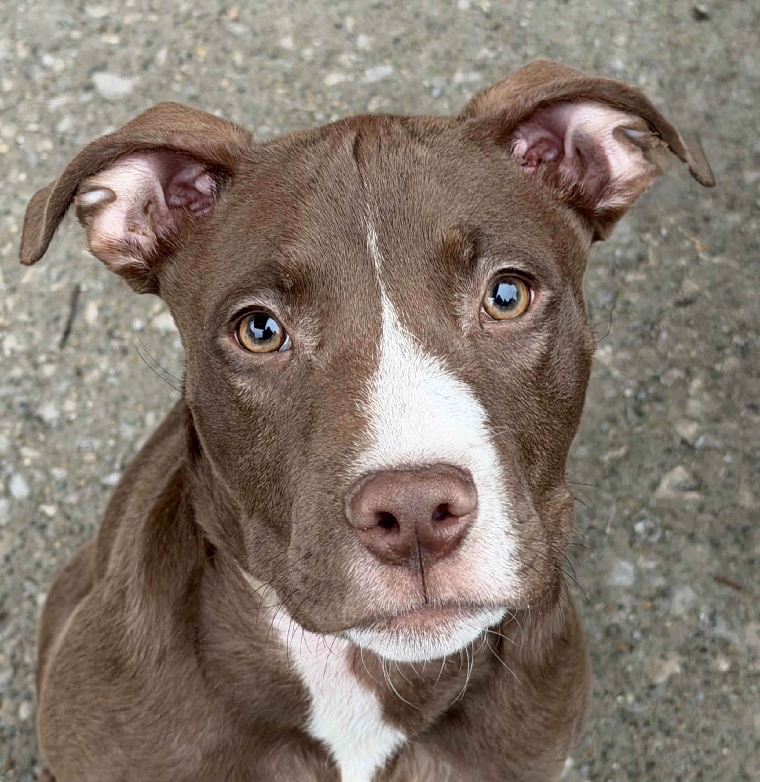 Enlarge Billy, a Adoptable mixed breed in Georgetown, KY image 2/6