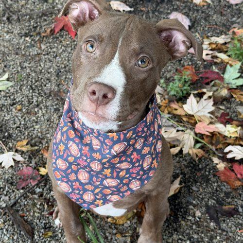 Enlarge Billy, a Adoptable mixed breed in Georgetown, KY image 3/6