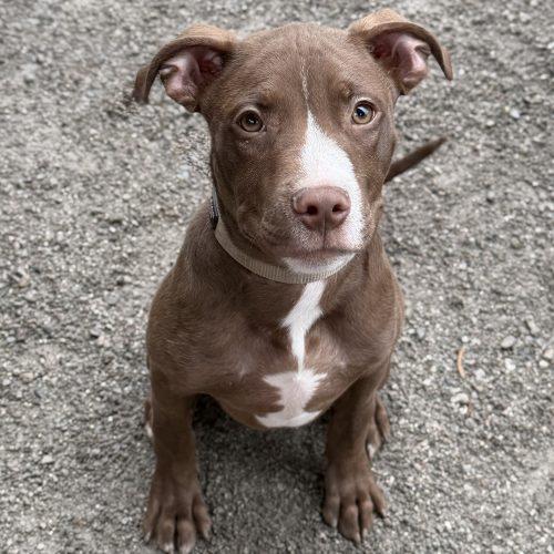 Enlarge Billy, a Adoptable mixed breed in Georgetown, KY image 4/6