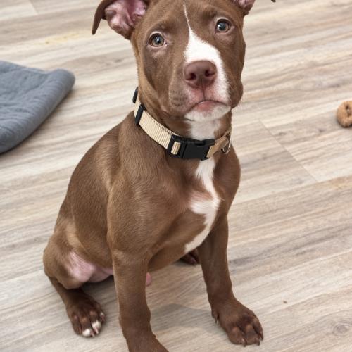 Enlarge Billy, a Adoptable mixed breed in Georgetown, KY image 5/6
