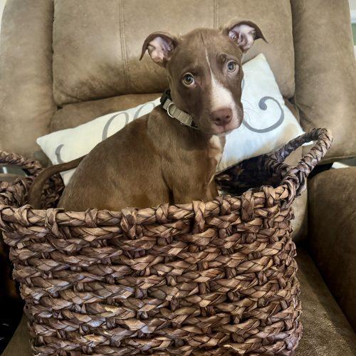 Enlarge Billy, a Adoptable mixed breed in Georgetown, KY image 6/6