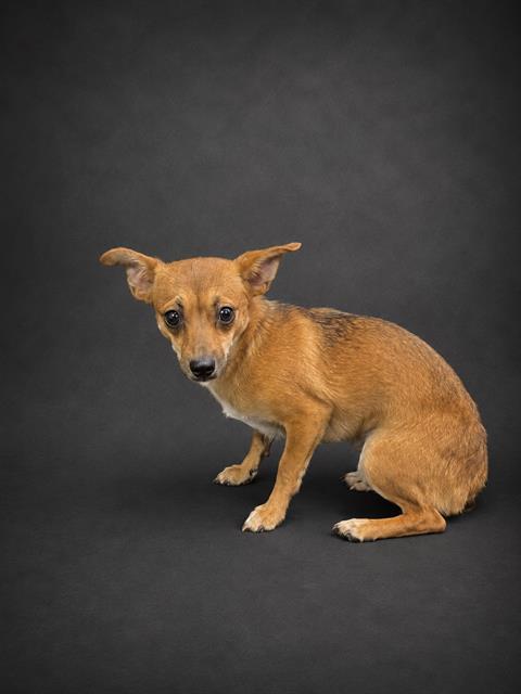 DAISY, Adoptable, Young Female Chihuahua & Mixed Breed.