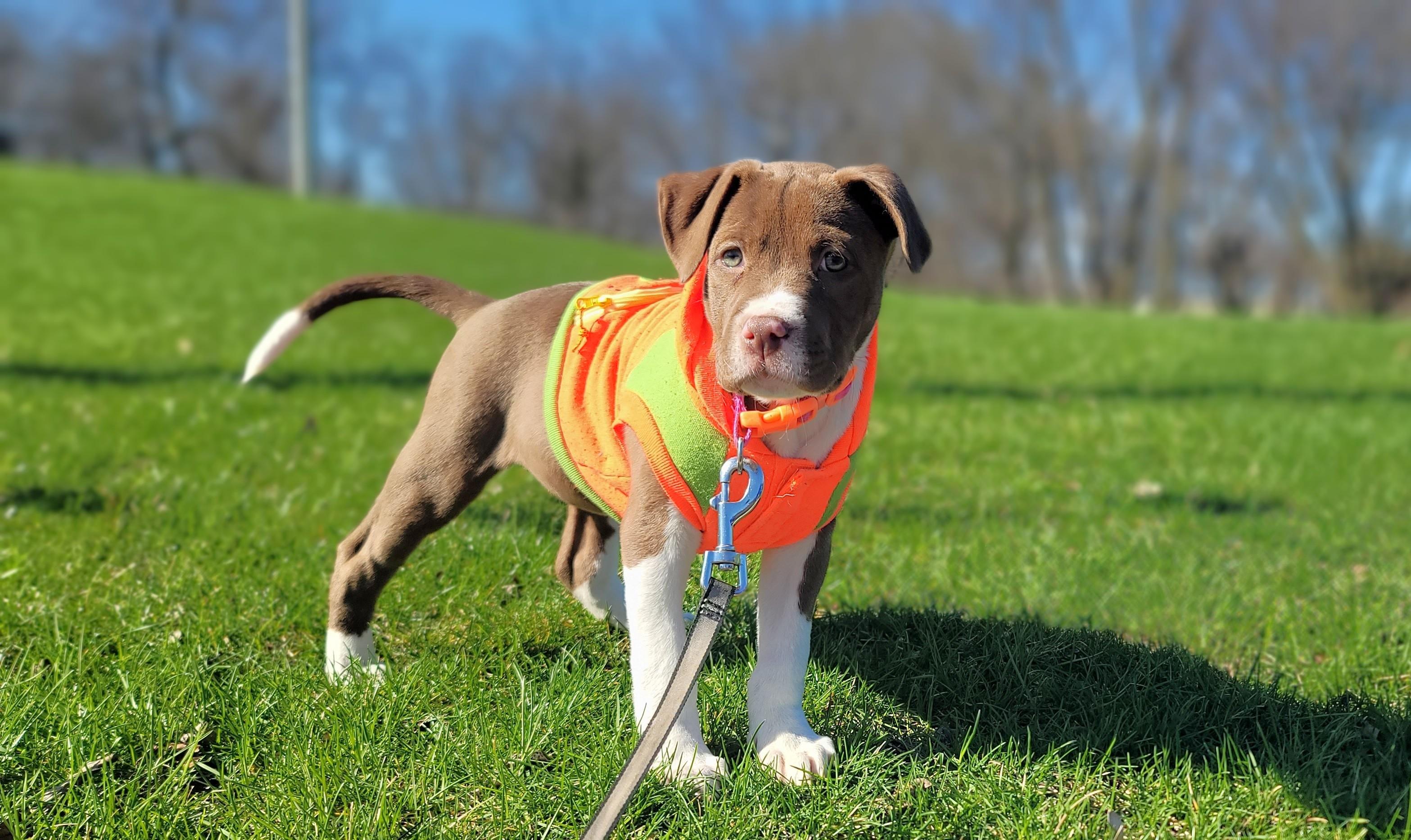 Enlarge Paisley, a ADOPTABLE Mixed Breed in Schaumburg, IL image 2/5