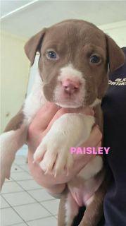 Enlarge Paisley, a ADOPTABLE Mixed Breed in Schaumburg, IL image 5/5
