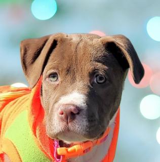 Paisley, ADOPTABLE, Puppy Female Mixed Breed.