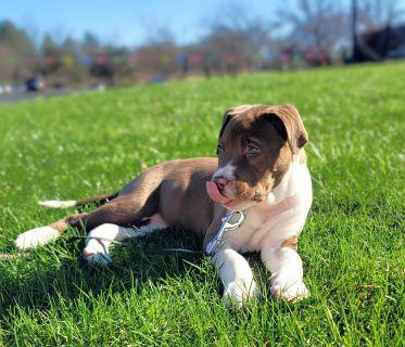 Enlarge Paisley, a ADOPTABLE Mixed Breed in Schaumburg, IL image 3/5