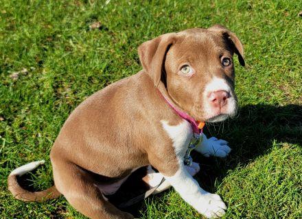 Enlarge Paisley, a ADOPTABLE Mixed Breed in Schaumburg, IL image 4/5