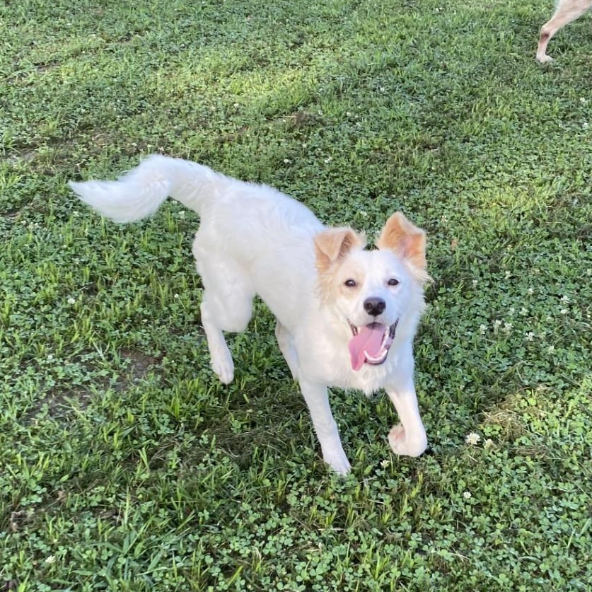 Enlarge Lady, a Adoptable mixed breed in Pembroke, MA image 3/4
