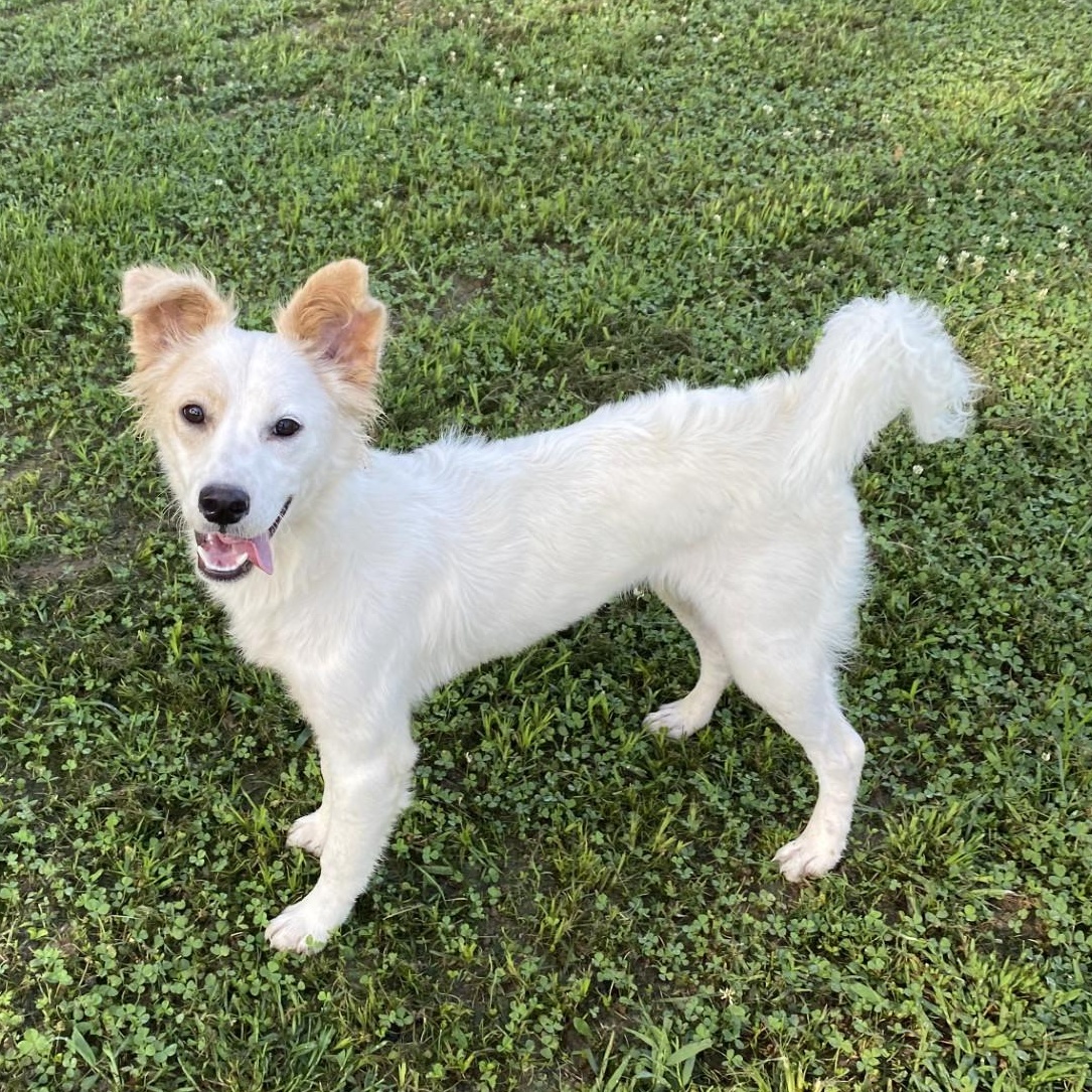Enlarge Lady, a Adoptable mixed breed in Pembroke, MA image 2/4