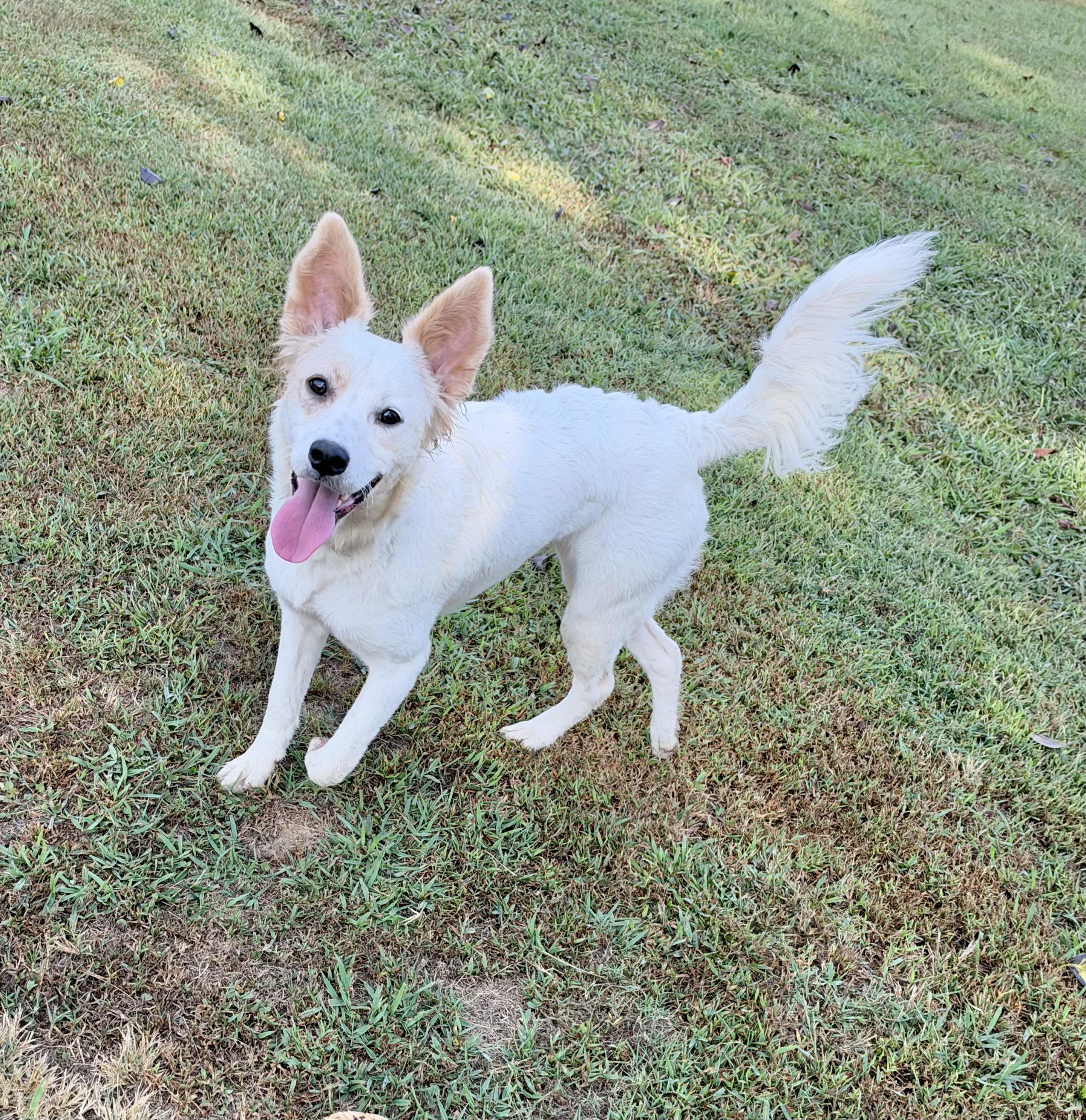 Lady, Adoptable, Young Female Terrier.