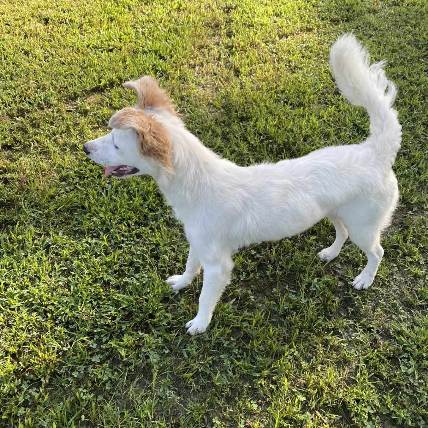 Enlarge Lady, a Adoptable mixed breed in Pembroke, MA image 4/4