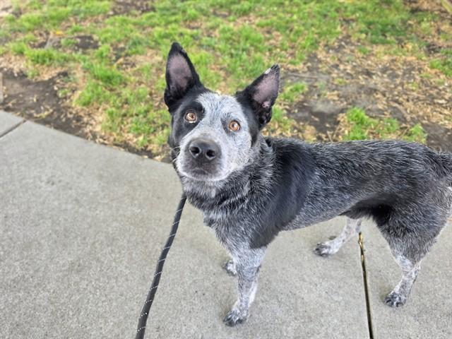 PEPPER, Adoptable, Adult Male Australian Cattle Dog / Blue Heeler.