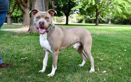 Enlarge Jimmy, a Adoptable mixed breed in Yakima, WA image 2/3